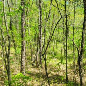 Wooded Highrock