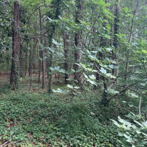 Land from 4044 Nottaway