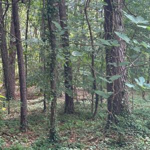 Land from 4044 Nottaway2