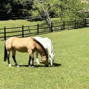 horses