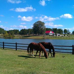 horse pond