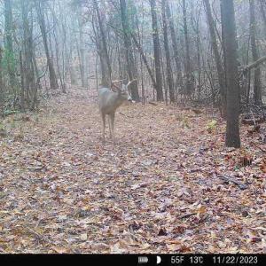 North Woods