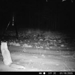 Winter Fox