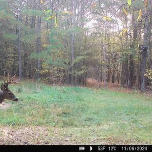 November Buck