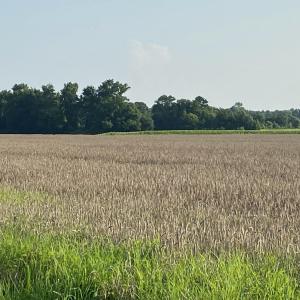 IMG_0444[1]