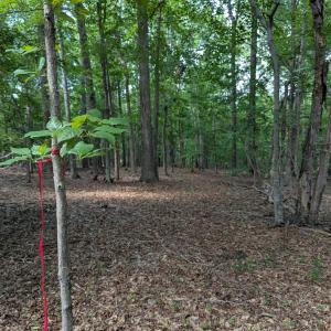 Preliminary septic area