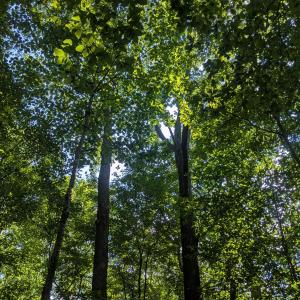 Canopy of large trees