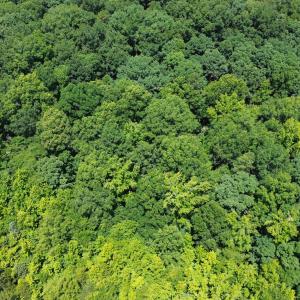 DJI_0036