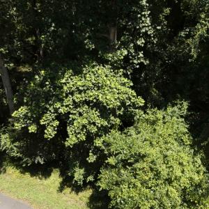 DJI_20250707121004_0161_D