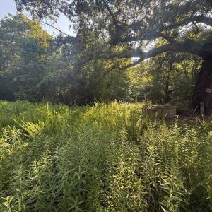 left of old home facing wooded section