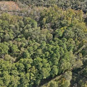 13-013-KarenCalhounRd-Chatham-Parcel-295