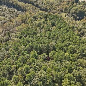 06-006-KarenCalhounRd-Chatham-Parcel-295