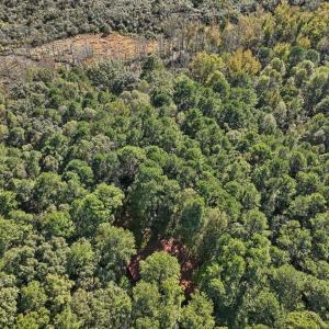 17-017-KarenCalhounRd-Chatham-Parcel-295