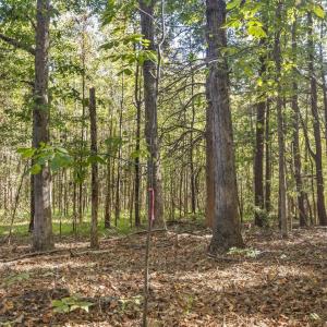 22-022-KarenCalhounRd-Chatham-Parcel-295