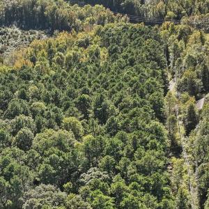 08-008-KarenCalhounRd-Chatham-Parcel-729