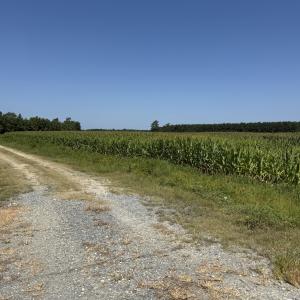 land view