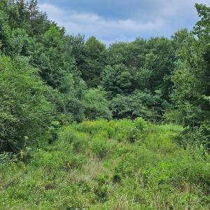 chriscoe.meadow2