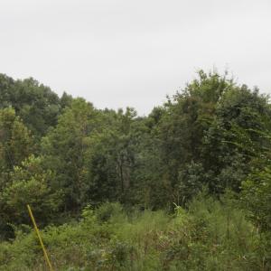 DSCN3336