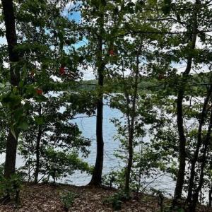 LOT 3 GRAPEVINE VIEW FROM BUILDING SITE