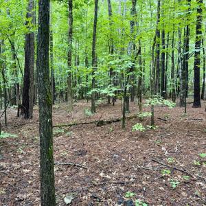 Gentle Topography - Old NC 86