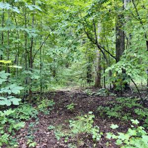 Graded driveway corridor - Old NC 86