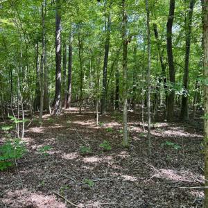Wooded Portion Flat