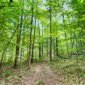 1312 Chigger Ridge Road-20