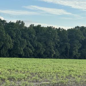 Crops