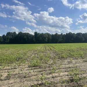 Crops
