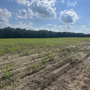Field