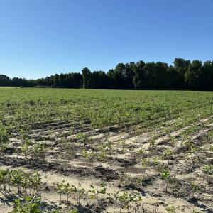 Cleared farm area