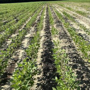 Farming crops