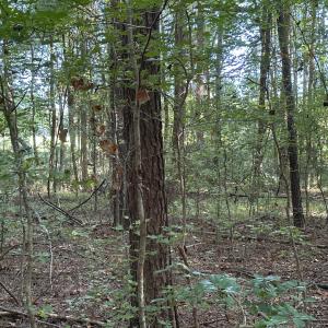Woods