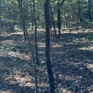 Wooded area