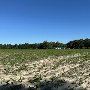 Back of cleared lot