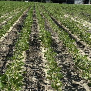 Rows of Crops