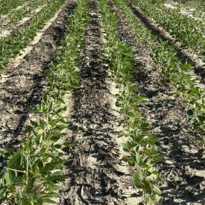 Farming