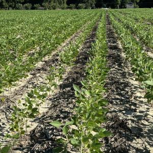 Crops