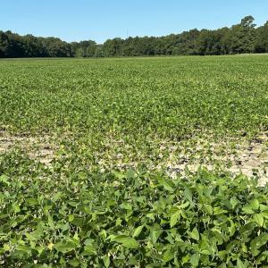 Cleared crop area