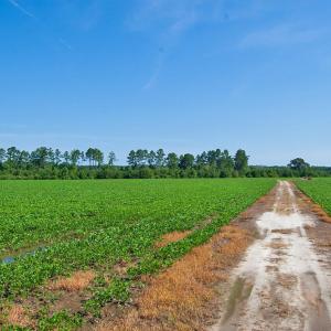 Photo #49 of Nc Highway 33, Tarboro, NC 683.1 acres
