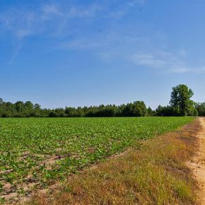 Photo #71 of Nc Highway 33, Tarboro, NC 683.1 acres