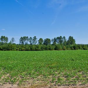 Photo #19 of Nc Highway 33, Tarboro, NC 683.1 acres
