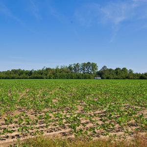 Photo #82 of Nc Highway 33, Tarboro, NC 683.1 acres