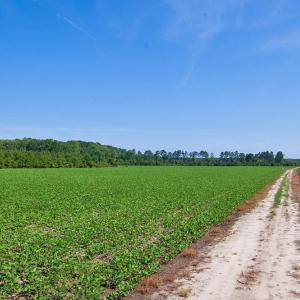 Photo #8 of Nc Highway 33, Tarboro, NC 683.1 acres