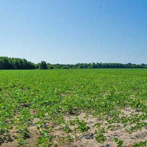 Photo #99 of Nc Highway 33, Tarboro, NC 683.1 acres
