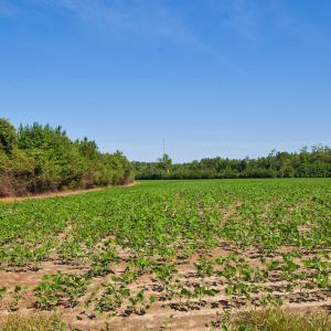 Photo #42 of Nc Highway 33, Tarboro, NC 683.1 acres