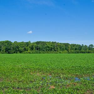 Photo #48 of Nc Highway 33, Tarboro, NC 683.1 acres