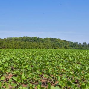 Photo #6 of Nc Highway 33, Tarboro, NC 683.1 acres