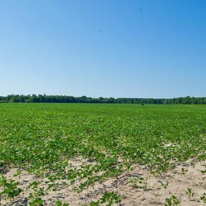 Photo #79 of Nc Highway 33, Tarboro, NC 683.1 acres