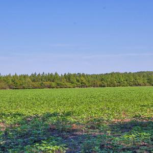 Photo #98 of Nc Highway 33, Tarboro, NC 683.1 acres
